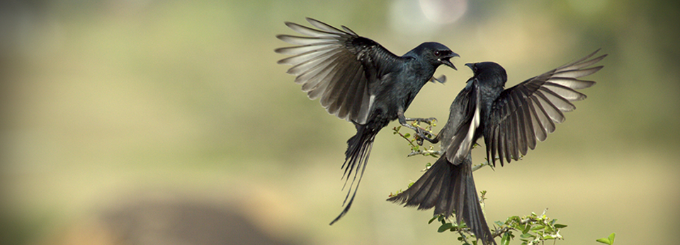 网页在线DDOS压力测试